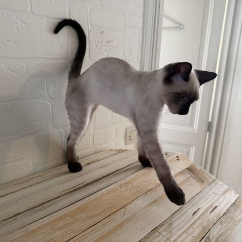 Chaton bengal loof #7