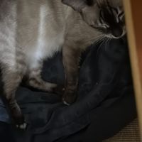 Chaton bengal loof #1