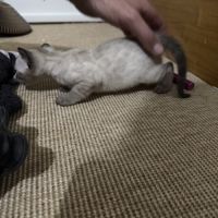 Chaton bengal loof #2