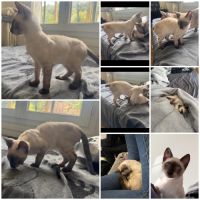 Chaton bengal loof #4