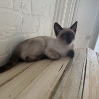 Chaton bengal loof #5