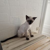 Chaton bengal loof #6