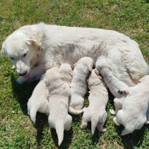 Chiots golden retriever #1