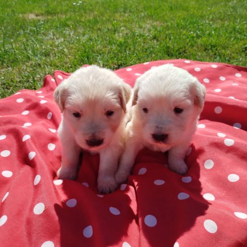 Chiots golden retriever #2