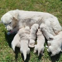 Chiots golden retriever #1