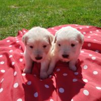 Chiots golden retriever #2