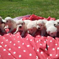 Chiots golden retriever