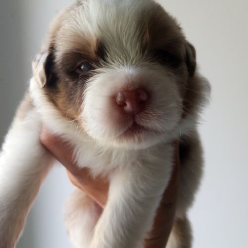 Chiots bergers australiens lof #1