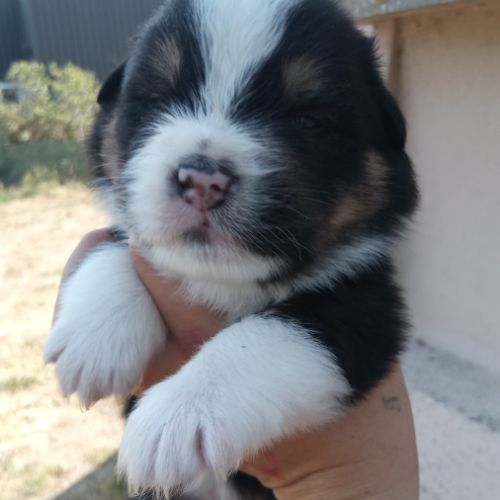 Chiots bergers australiens lof #3