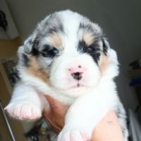 Chiots bergers australiens lof