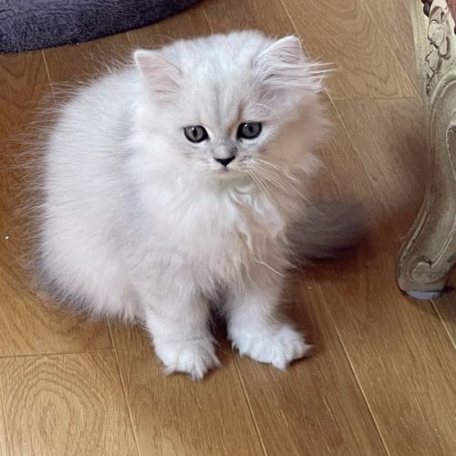 Adorable chatons chinchilla #2