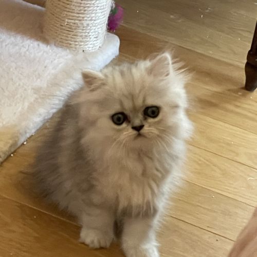 Adorable chatons chinchilla #5