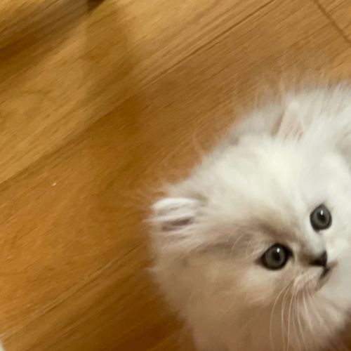 Adorable chatons chinchilla #0