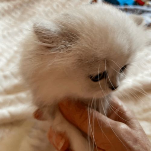 Adorable chatons chinchilla #3
