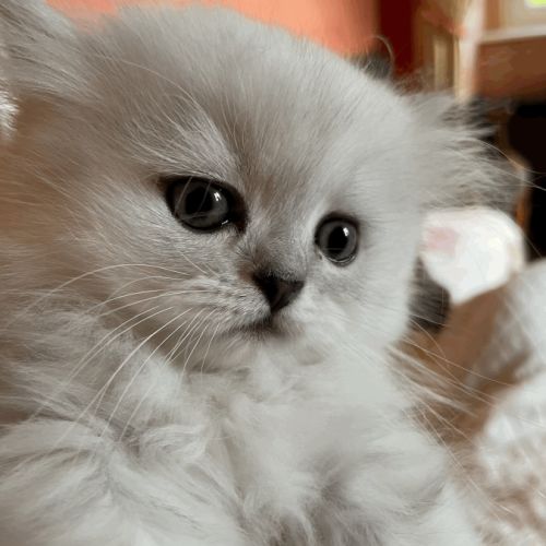 Adorable chatons chinchilla #4