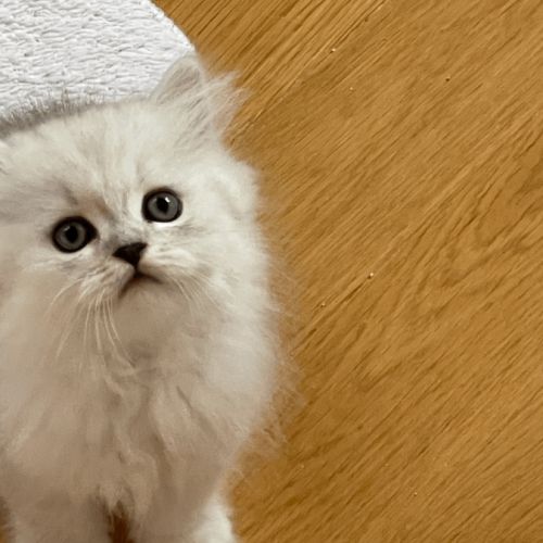 Adorable chatons chinchilla #5