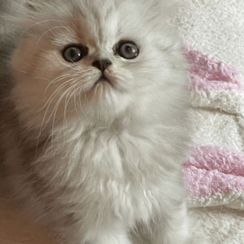 Adorable chatons chinchilla #6