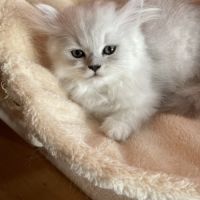 Adorable chatons chinchilla #3