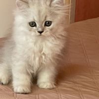 Adorable chatons chinchilla #4