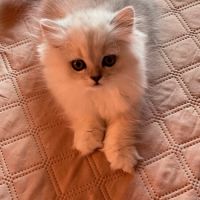 Adorable chatons chinchilla #6