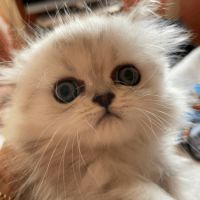 Adorable chatons chinchilla #2