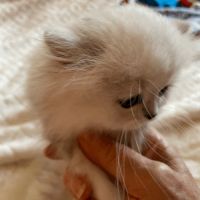 Adorable chatons chinchilla #3