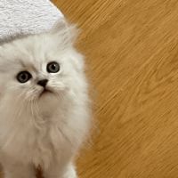 Adorable chatons chinchilla #5