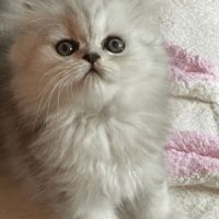 Adorable chatons chinchilla #6