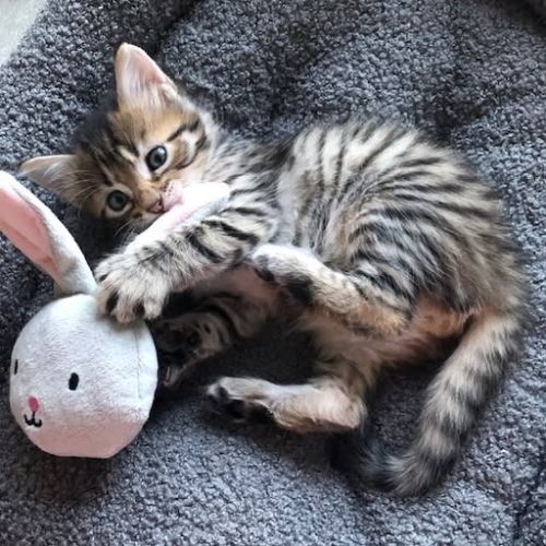 Felicien à l'adoption #2