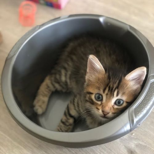 Felicien à l'adoption #4