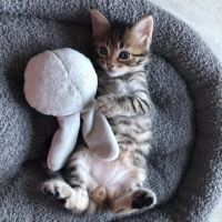 Felicien à l'adoption