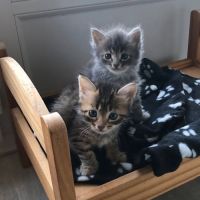 Felicien à l'adoption #3