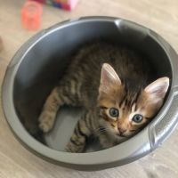 Felicien à l'adoption #4