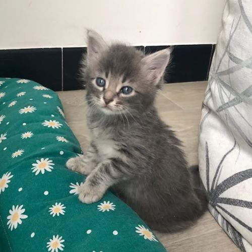 Seraphin à l'adoption #3