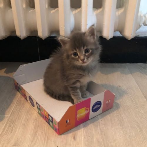 Seraphin à l'adoption #4