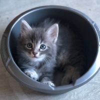 Seraphin à l'adoption