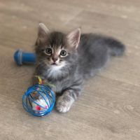 Seraphin à l'adoption #2