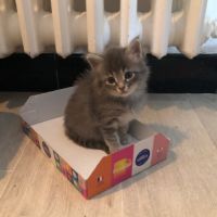 Seraphin à l'adoption #4
