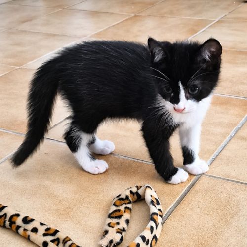 Bamby à l'adoption #0