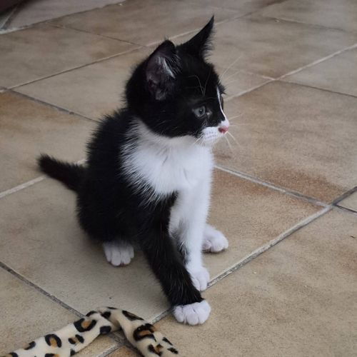 Bamby à l'adoption #2
