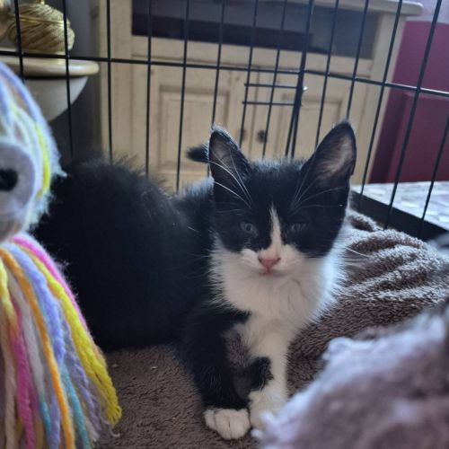 Bamby à l'adoption #3