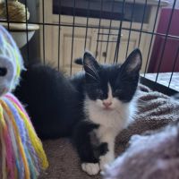 Bamby à l'adoption #3