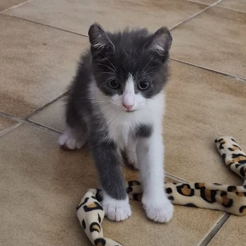 Boomy à l'adoption #0