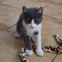 Boomy à l'adoption