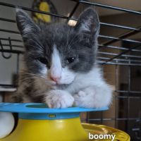 Boomy à l'adoption #2