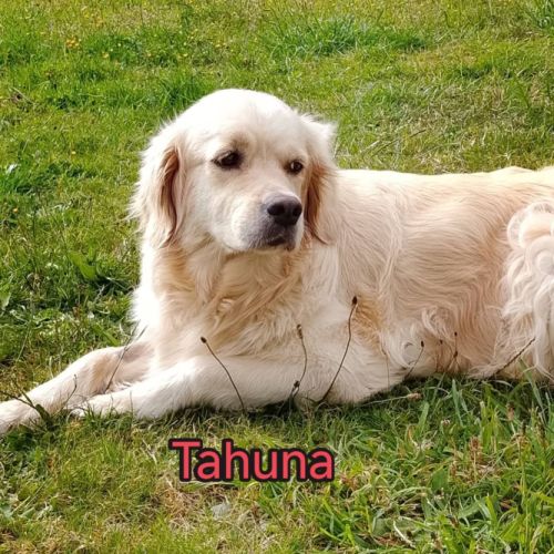 Chiots golden retriever lof #1