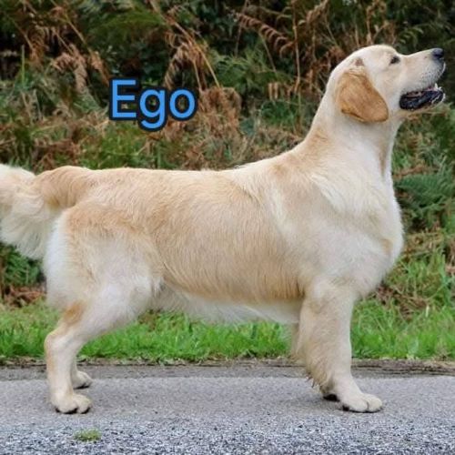 Chiots golden retriever lof #2
