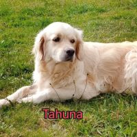Chiots golden retriever lof #1