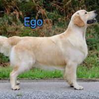 Chiots golden retriever lof #2