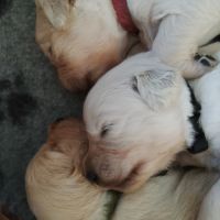 Chiots golden retriever lof #3